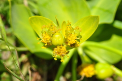 Euphorbia heteradena