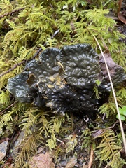 Peltigera neopolydactyla