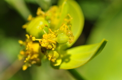 Euphorbia heteradena