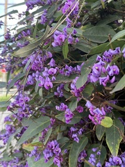 Hardenbergia