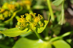 Euphorbia heteradena