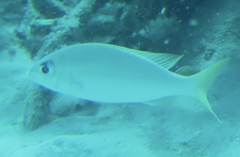 Scolopsis monogramma