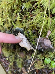 Peltigera neopolydactyla