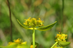 Euphorbia heteradena