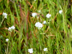 Cryptantha intermedia