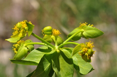 Euphorbia heteradena
