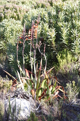 Watsonia tabularis