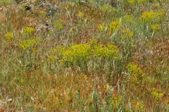 Euphorbia macroclada