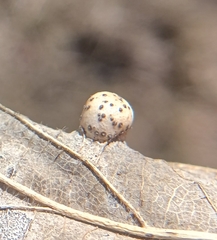 Pachypsylla celtidismamma