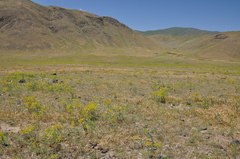 Euphorbia macroclada