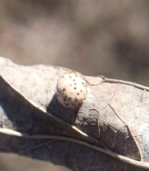 Pachypsylla celtidismamma