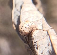 Pachypsylla celtidismamma