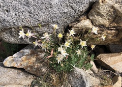 Aquilegia pubescens