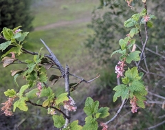 Ribes malvaceum