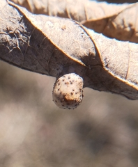 Pachypsylla celtidismamma