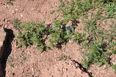 Xanthium spinosum