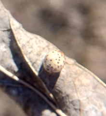 Pachypsylla celtidismamma