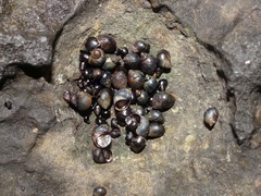 Melarhaphe neritoides