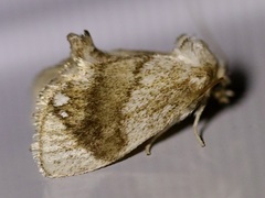 Packardia geminata