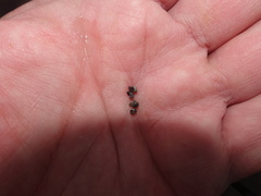 Melarhaphe neritoides