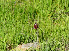 Fritillaria biflora