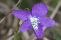 Viola septemloba