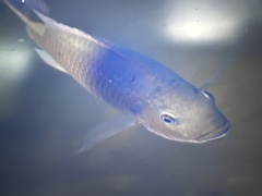 Sarotherodon melanotheron