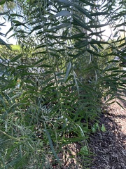 Schinus molle