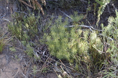 Serruria cyanoides
