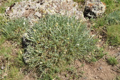 Astragalus lagopoides