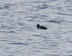 Fratercula corniculata