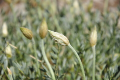 Astragalus lagopoides