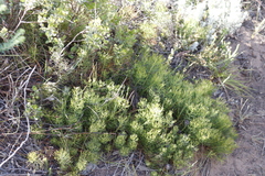 Serruria cyanoides