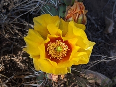 Opuntia phaeacantha