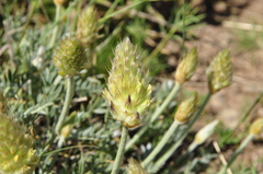 Astragalus lagopoides