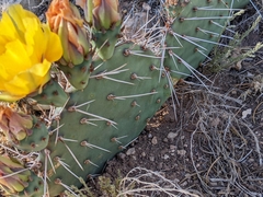 Opuntia phaeacantha