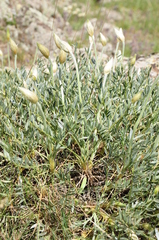 Astragalus lagopoides