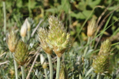 Astragalus lagopoides