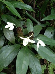 Ecbolium ligustrinum