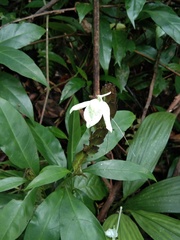 Ecbolium ligustrinum