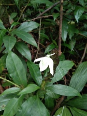 Ecbolium ligustrinum