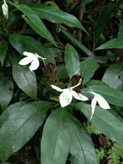 Ecbolium ligustrinum