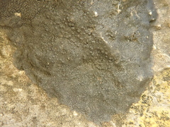 Hydropunctaria maura