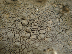 Hydropunctaria maura