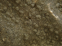 Hydropunctaria maura