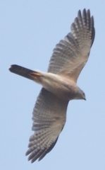 Accipiter tachiro