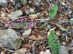 Cystiphora sanguinea