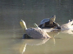 Trachemys ornata