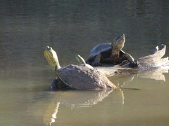 Trachemys ornata