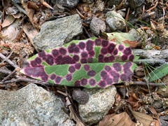 Cystiphora sanguinea